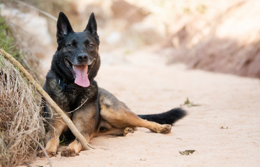 Dog resting in the shades of tree in a hot summer day