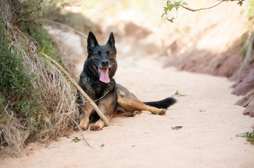 Naklejka premium Dog resting in the shades of tree in a hot summer day