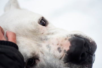 Eyes full of love, Dogo Argentino look