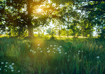 Glade in dew and blooming daisy flowers in the early morning in the forest. the rays of the sun breaking through tree branches.