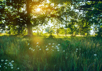 Glade in dew and blooming daisy flowers in the early morning in the forest. the rays of the sun...
