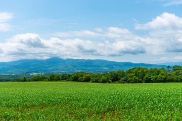 Fototapeta na wymiar Corn farmland field in a beautiful springtime sunny day. Rural nature landscapes, mountains, blue sky and white clouds on background
