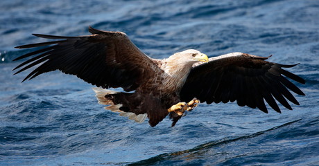 white tailed eagle