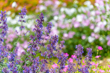 Fototapeta premium Close-up Catnip flowers (Nepeta cataria) field in summer sunny day with soft focus blur background