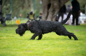 black russian terrier running  on the grass