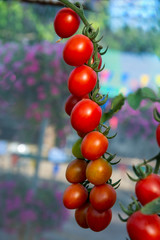 tomatoes on the vine