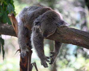 koala in a tree