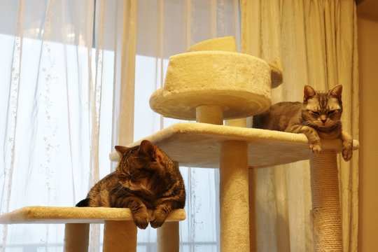 キャットタワーの二匹の猫アメリカンショートヘアー