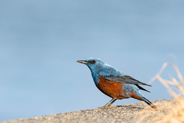 イソヒヨドリ雄(Blue Rock Thrush)