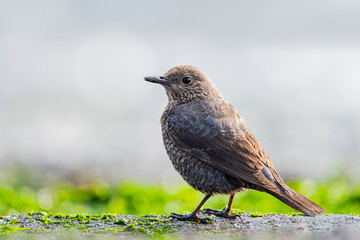 イソヒヨドリ雌(Blue Rock Thrush)