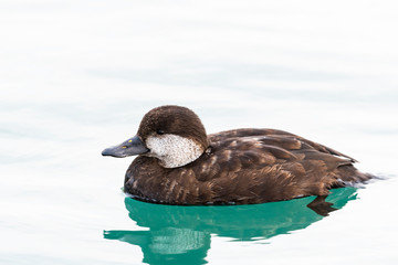 クロガモ雌(Black scoter)