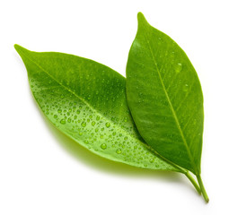 wet green leaves