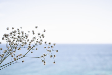 background concept: Abstract blurred light flower with white sky background for text space
