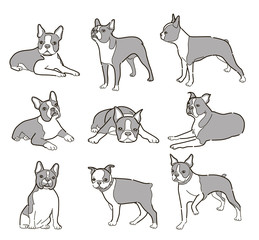 Vector dogs in different poses