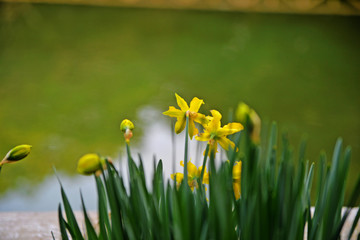 white spring flowers in the grass