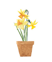 Watercolor cyclamineus daffodil, yellow narcissus in rustic brown terracotta pots. Hand drawn illustration isolated on white background. Clip art.
