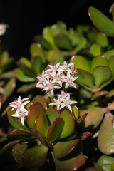 Pink blooming succulents