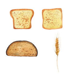 Set of slices toast bread isolated on a white background, top view. White bread, rye, toast hand drawn watercolor illustration.
