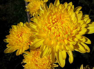 Chrysanthemum with dark blurred background