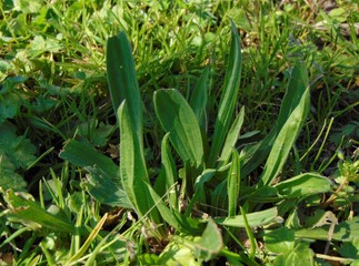 Obraz premium Plantain plant wild with green leaves in the grass on the field in early spring. Close up.