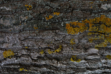 Tree bark texture with moss. Horizontal background for designer.
