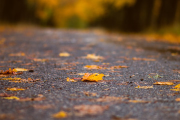 autumn fall leaves on the road 