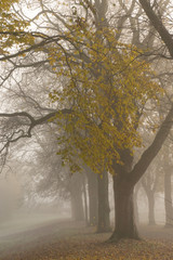 Avenue of trees in mist
