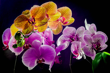Bunch of orchids close up on black background. Yellow, pink. purple, white orchids