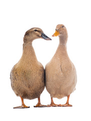 Brown ducks isolated on a white background.