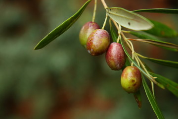 Aceitunas