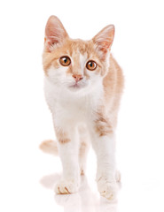 Red male cat, walking towards camera. Isolated