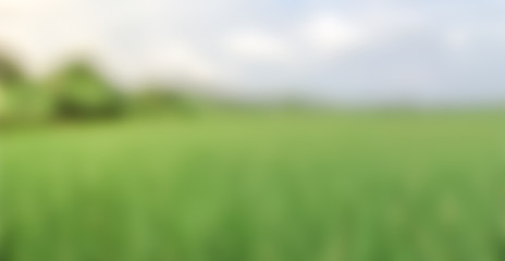 Obraz na płótnie Canvas Abstract blurred green rice field background