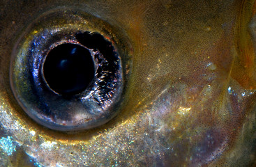 closeup of the eye of an aquarium fish - cichlid scalar
