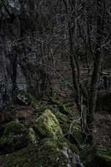 Fototapeta premium Mossy rocks in a dark forest, Sweden.