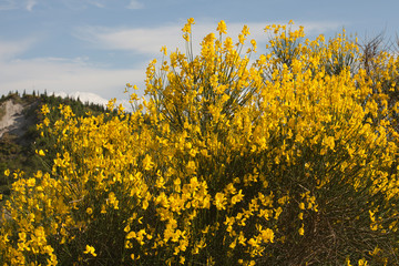 Asciano (SI), Italy - June 01, 2016: Genista's flowers, Crete Senesi, Asciano, Siena, Tuscany, Italy