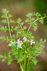 Macrophotographie de fleur sauvage - Peigne de Vénus - Scandix pecten-veneris
