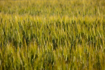Asciano (SI), Italy - June 01, 2016: Wheat's field, Crete Senesi, Asciano, Siena, Tuscany, Italy