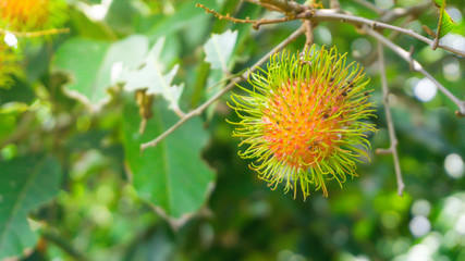 Rambutan, an endemic fruit from Indonesia, has fruit fur like hair