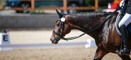 Dressage horse in close-up with rider, leaving the arena with his neck stretched out on the long...