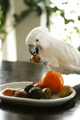 White cockatoo parrot is trying to bite a walnut
