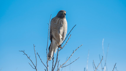 Roadside Hawk perched, calden forest, La Pampa , Argentina