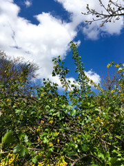 Beautiful yellow flowers and green leaves on a currant bush on a background of blue sky. spring currant blossoms bush