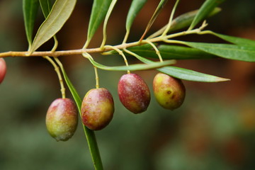 Aceitunas