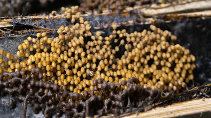 Sugarbag bee eggs ready to hatch