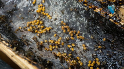 Sugarbag bee eggs ready to hatch