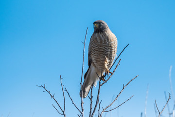 Roadside Hawk perched, calden forest, La Pampa , Argentina