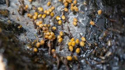 Sugarbag bee eggs ready to hatch