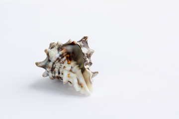 Marine light brown spiny itchy gastropod seashell on white background