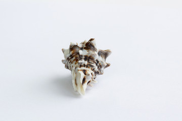 Marine light brown spiny itchy gastropod seashell close-up on white