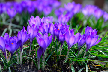 krokus